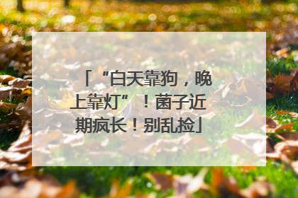“白天靠狗，晚上靠灯”！菌子近期疯长！别乱捡