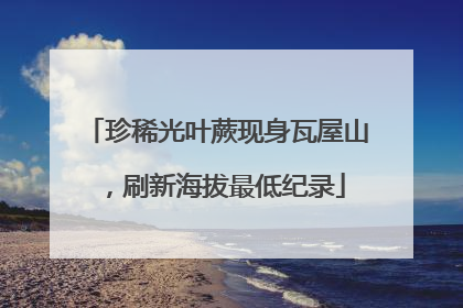 珍稀光叶蕨现身瓦屋山，刷新海拔最低纪录