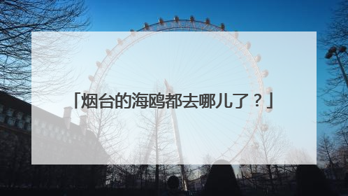 烟台的海鸥都去哪儿了？