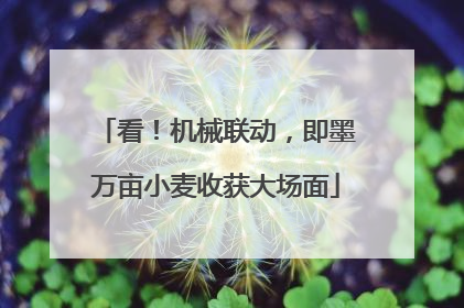 看！机械联动，即墨万亩小麦收获大场面