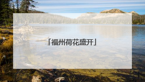 福州荷花盛开