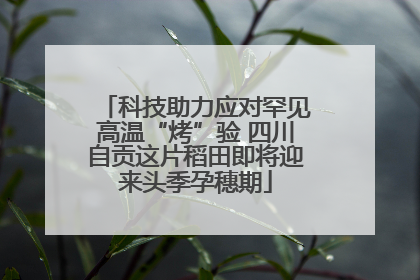 科技助力应对罕见高温“烤”验 四川自贡这片稻田即将迎来头季孕穗期