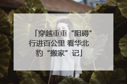 穿越重重“阻碍”行进百公里 看华北豹“搬家”记
