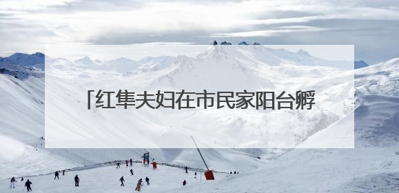 红隼夫妇在市民家阳台孵蛋多日未归，市民将蛋送往红山动物园“抢救”