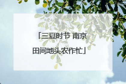三夏时节 南京田间地头农作忙