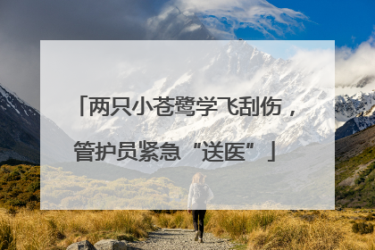 两只小苍鹭学飞刮伤，管护员紧急“送医”