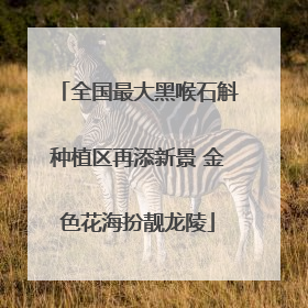 全国最大黑喉石斛种植区再添新景 金色花海扮靓龙陵
