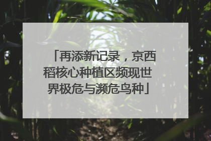再添新记录，京西稻核心种植区频现世界极危与濒危鸟种