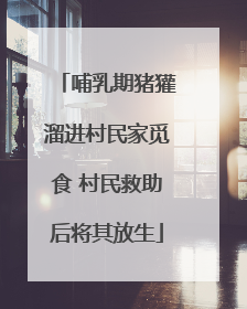 哺乳期猪獾溜进村民家觅食 村民救助后将其放生