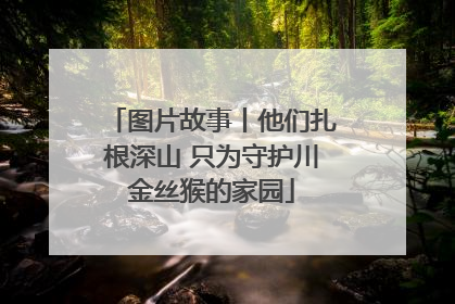 图片故事丨他们扎根深山 只为守护川金丝猴的家园