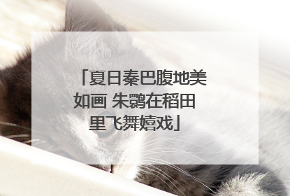 夏日秦巴腹地美如画 朱鹮在稻田里飞舞嬉戏