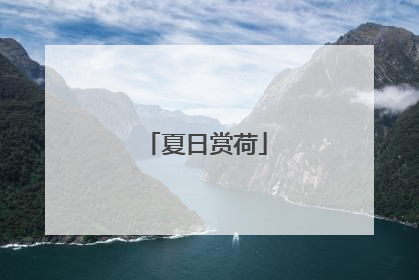 夏日赏荷