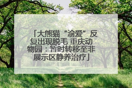 大熊猫“渝爱”反复出现脱毛 重庆动物园：暂时转移至非展示区静养治疗