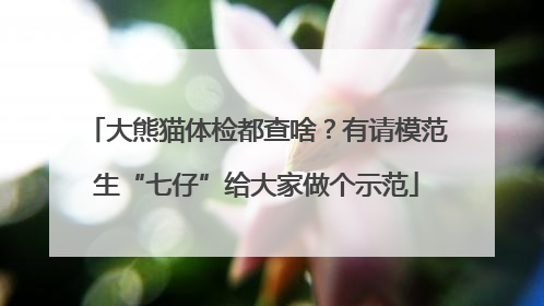 大熊猫体检都查啥？有请模范生“七仔”给大家做个示范