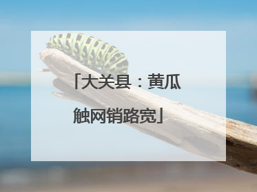 大关县：黄瓜触网销路宽