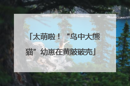 太萌啦！“鸟中大熊猫”幼崽在黄陂破壳