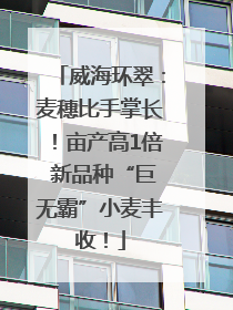 威海环翠：麦穗比手掌长！亩产高1倍 新品种“巨无霸”小麦丰收！