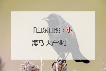 山东日照：小海马 大产业