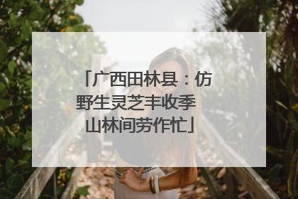 广西田林县：仿野生灵芝丰收季 山林间劳作忙