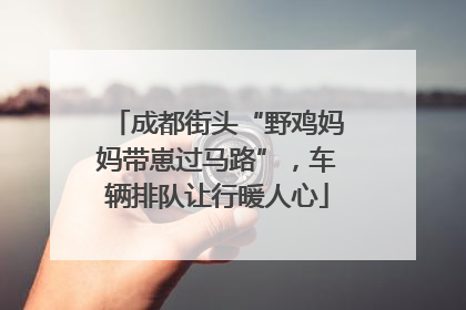 成都街头“野鸡妈妈带崽过马路”，车辆排队让行暖人心