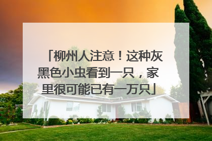 柳州人注意！这种灰黑色小虫看到一只，家里很可能已有一万只