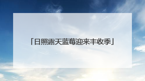 日照露天蓝莓迎来丰收季