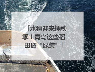 水稻迎来插秧季！青岛这些稻田披“绿装”