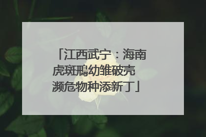 江西武宁：海南虎斑鳽幼雏破壳 濒危物种添新丁