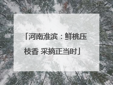 河南淮滨：鲜桃压枝香 采摘正当时