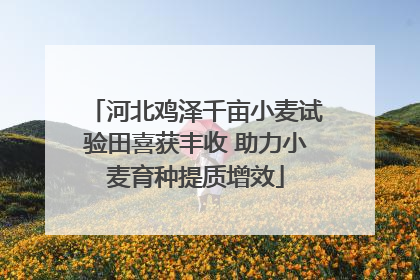 河北鸡泽千亩小麦试验田喜获丰收 助力小麦育种提质增效