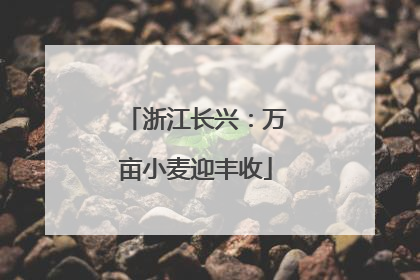 浙江长兴：万亩小麦迎丰收