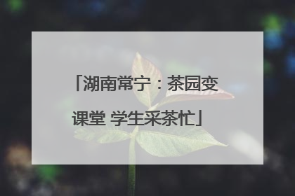 湖南常宁：茶园变课堂 学生采茶忙