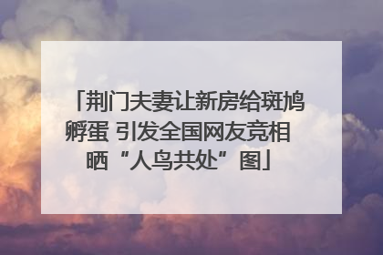 荆门夫妻让新房给斑鸠孵蛋 引发全国网友竞相晒“人鸟共处”图