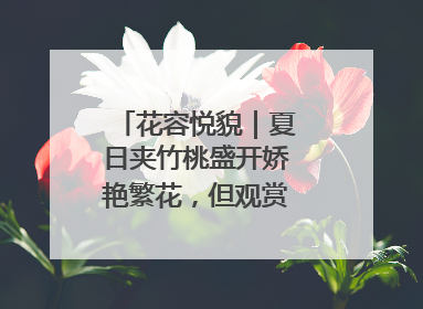 花容悦貌｜夏日夹竹桃盛开娇艳繁花，但观赏时“碰不得”