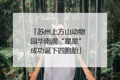苏州上方山动物园华南虎“星星”成功诞下四胞胎