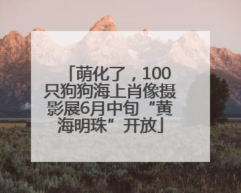 萌化了，100只狗狗海上肖像摄影展6月中旬“黄海明珠”开放