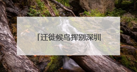 迁徙候鸟挥别深圳北归：单日监测数量最高突破2万只