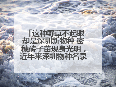 这种野草不起眼 却是深圳新物种 密穗砖子苗现身光明，近年来深圳物种名录不断刷新