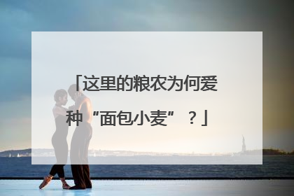 这里的粮农为何爱种“面包小麦”？