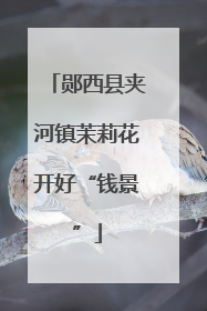 郧西县夹河镇茉莉花开好“钱景”