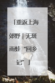 重返上海郊野｜无斑雨蛙“回乡记”