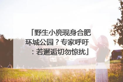 野生小麂现身合肥环城公园？专家呼吁：若邂逅切勿惊扰