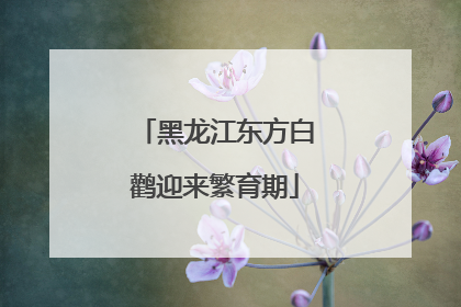 黑龙江东方白鹳迎来繁育期