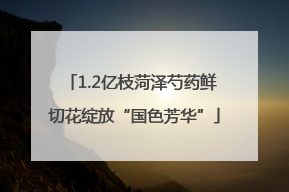 1.2亿枝菏泽芍药鲜切花绽放“国色芳华”