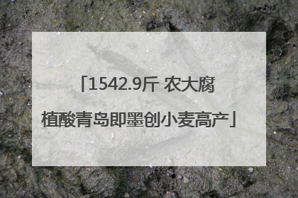 1542.9斤 农大腐植酸青岛即墨创小麦高产