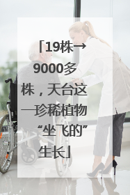 19株→9000多株，天台这一珍稀植物“坐飞的”生长
